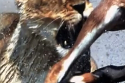 Lion