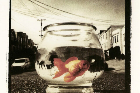 Goldfish