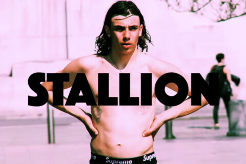 Stallion